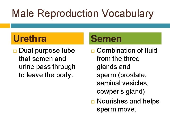 Male Reproduction Vocabulary Urethra Dual purpose tube that semen and urine pass through to
