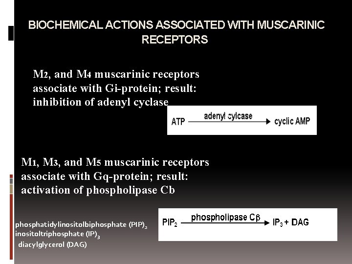 BIOCHEMICAL ACTIONS ASSOCIATED WITH MUSCARINIC RECEPTORS M 2, and M 4 muscarinic receptors associate