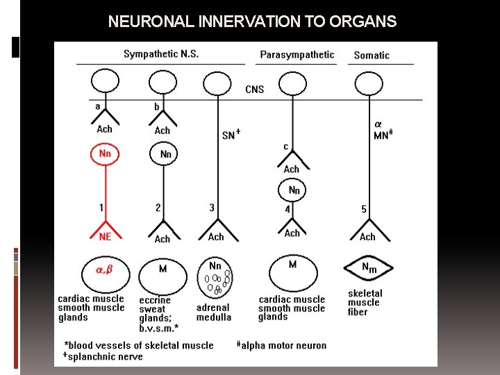 NEURONAL INNERVATION TO ORGANS 