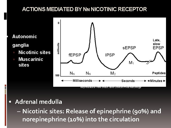 ACTIONS MEDIATED BY NN NICOTINIC RECEPTOR Autonomic ganglia Nicotinic sites Muscarinic sites Reproduced from