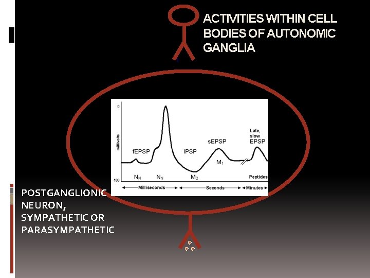 ACTIVITIES WITHIN CELL BODIES OF AUTONOMIC GANGLIA POSTGANGLIONIC NEURON, SYMPATHETIC OR PARASYMPATHETIC 