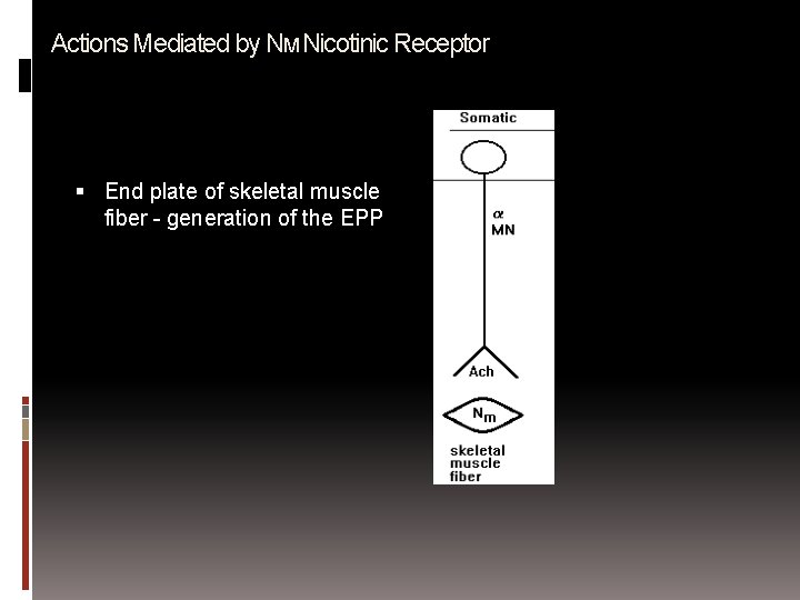 Actions Mediated by NM Nicotinic Receptor End plate of skeletal muscle fiber - generation