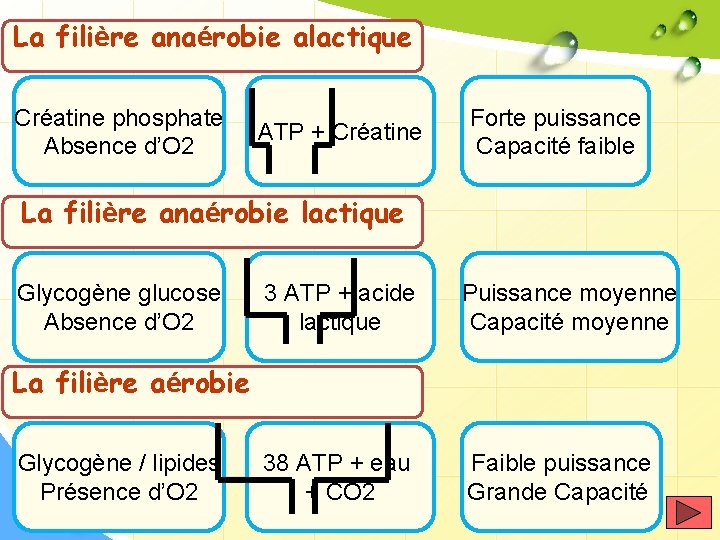 La filière anaérobie alactique Créatine phosphate Absence d’O 2 ATP + Créatine Forte puissance