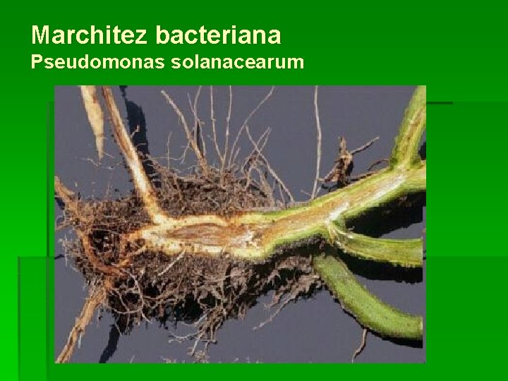 Marchitez bacteriana Pseudomonas solanacearum 