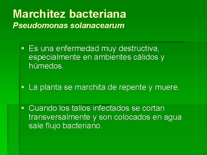 Marchitez bacteriana Pseudomonas solanacearum § Es una enfermedad muy destructiva, especialmente en ambientes cálidos