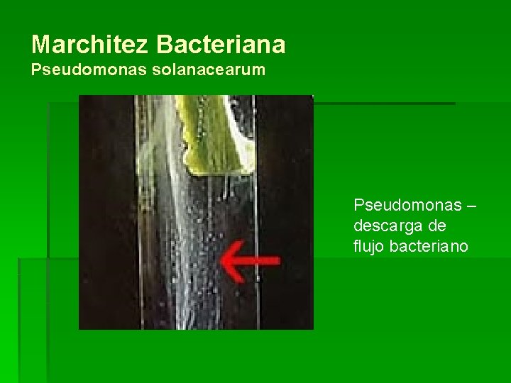 Marchitez Bacteriana Pseudomonas solanacearum Pseudomonas – descarga de flujo bacteriano 