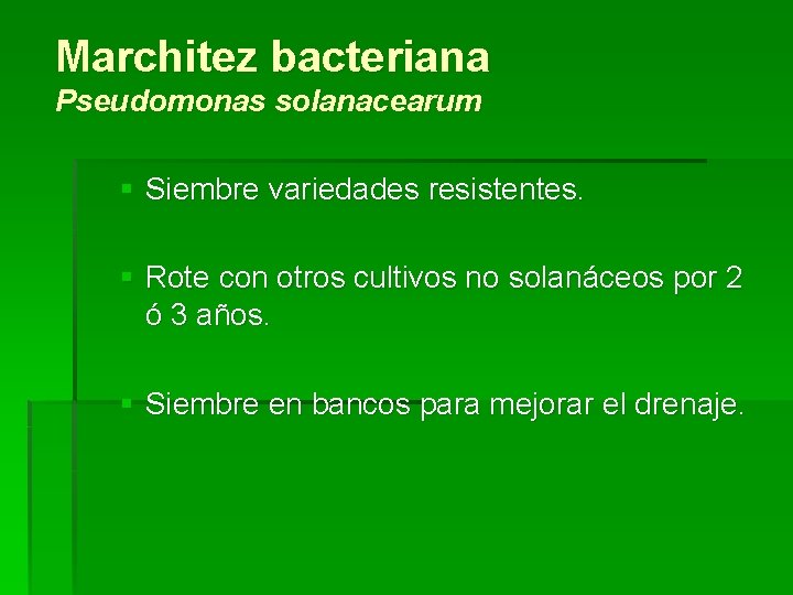 Marchitez bacteriana Pseudomonas solanacearum § Siembre variedades resistentes. § Rote con otros cultivos no