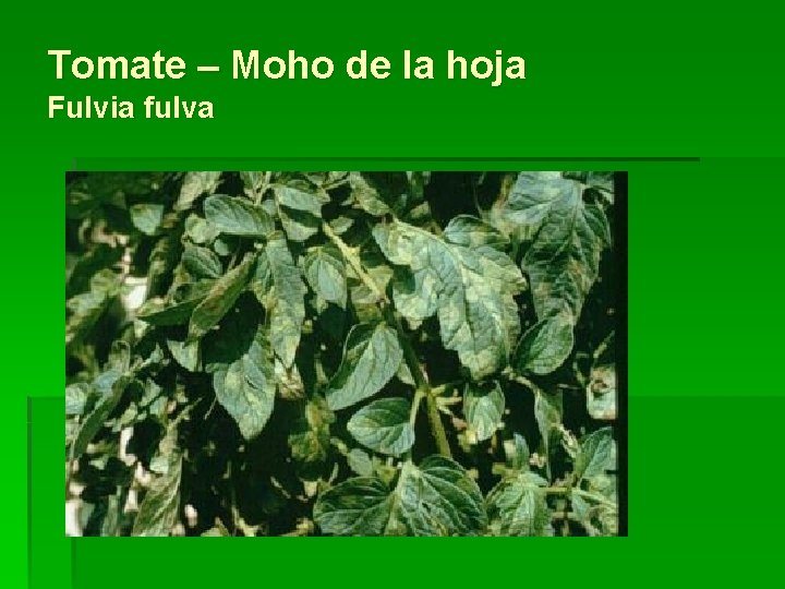 Tomate – Moho de la hoja Fulvia fulva 