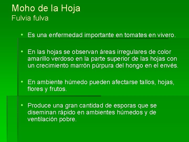 Moho de la Hoja Fulvia fulva • Es una enfermedad importante en tomates en