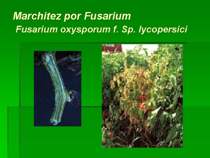 Marchitez por Fusarium oxysporum f. Sp. lycopersici 