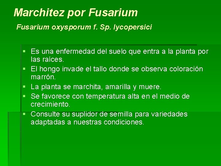 Marchitez por Fusarium oxysporum f. Sp. lycopersici § Es una enfermedad del suelo que