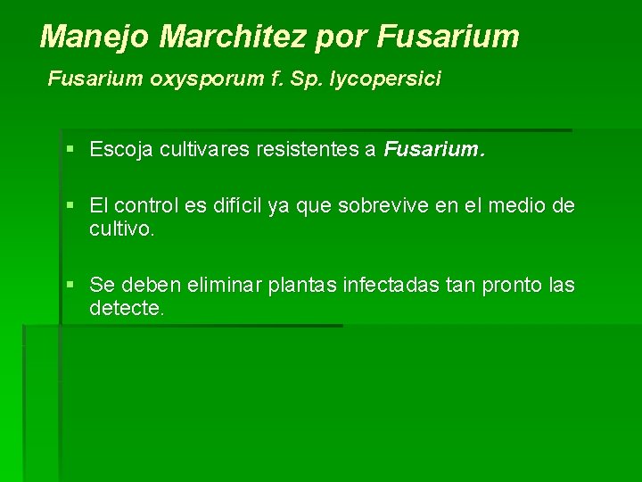 Manejo Marchitez por Fusarium oxysporum f. Sp. lycopersici § Escoja cultivares resistentes a Fusarium.