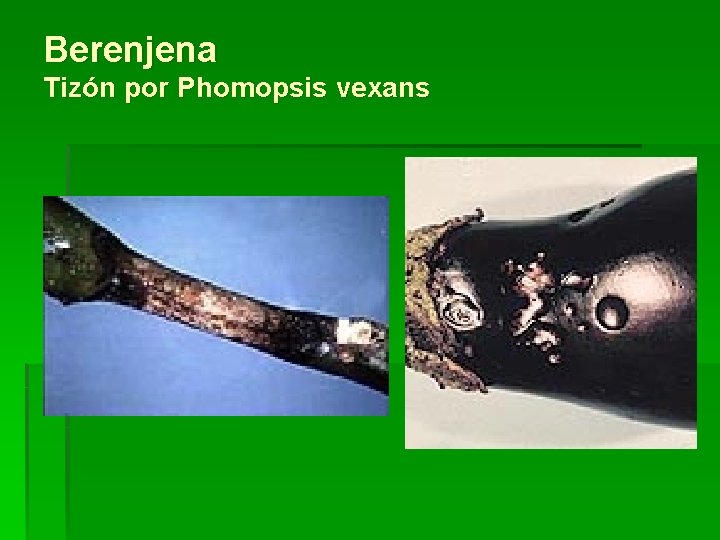 Berenjena Tizón por Phomopsis vexans 