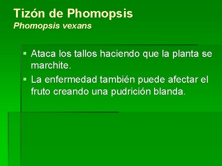 Tizón de Phomopsis vexans § Ataca los tallos haciendo que la planta se marchite.