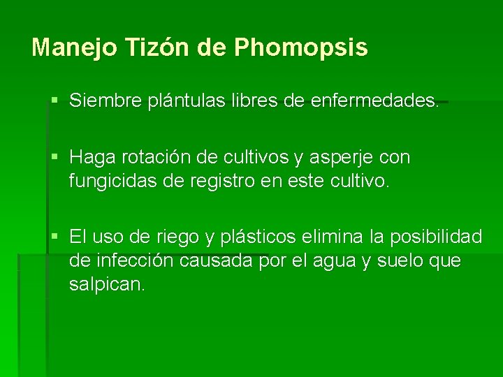 Manejo Tizón de Phomopsis § Siembre plántulas libres de enfermedades. § Haga rotación de