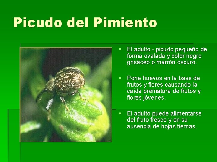 Picudo del Pimiento § El adulto - picudo pequeño de forma ovalada y color