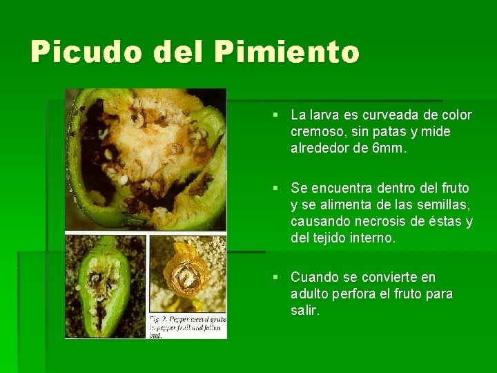 Picudo del Pimiento § La larva es curveada de color cremoso, sin patas y