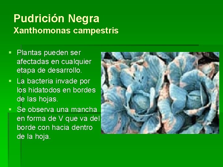 Pudrición Negra Xanthomonas campestris § Plantas pueden ser afectadas en cualquier etapa de desarrollo.