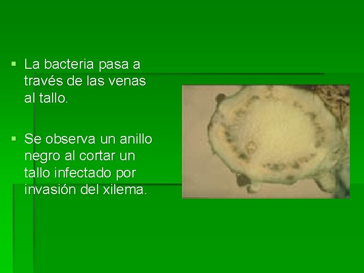 § La bacteria pasa a través de las venas al tallo. § Se observa