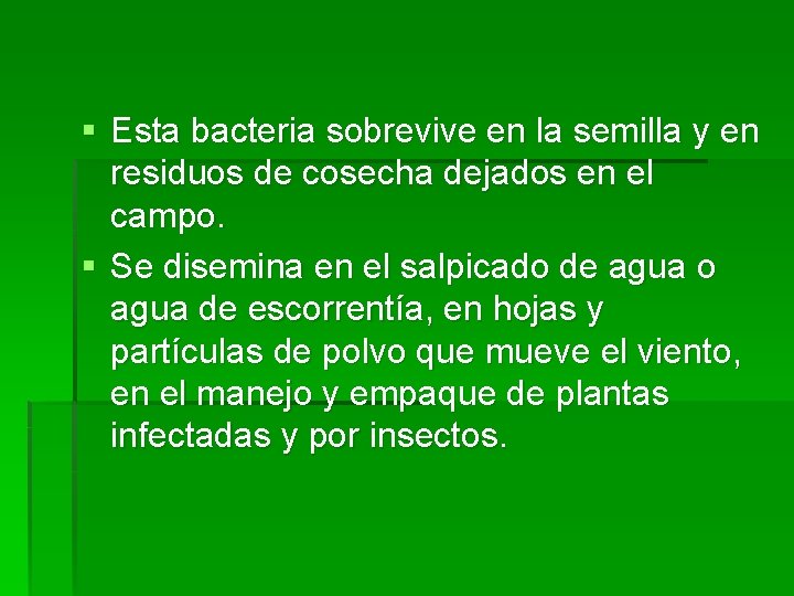 § Esta bacteria sobrevive en la semilla y en residuos de cosecha dejados en