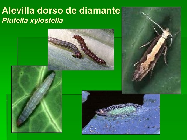 Alevilla dorso de diamante Plutella xylostella 