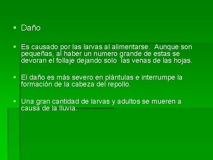 § Daño § Es causado por las larvas al alimentarse. Aunque son pequeñas, al