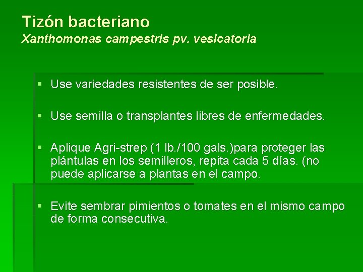 Tizón bacteriano Xanthomonas campestris pv. vesicatoria § Use variedades resistentes de ser posible. §