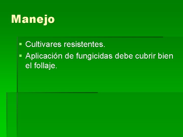 Manejo § Cultivares resistentes. § Aplicación de fungicidas debe cubrir bien el follaje. 