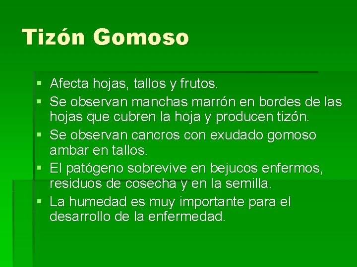 Tizón Gomoso § Afecta hojas, tallos y frutos. § Se observan manchas marrón en