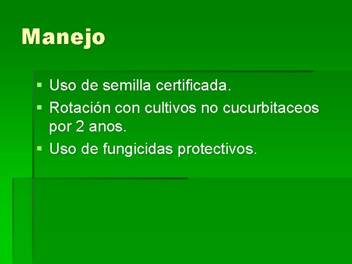 Manejo § Uso de semilla certificada. § Rotación con cultivos no cucurbitaceos por 2