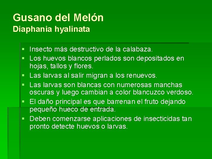 Gusano del Melón Diaphania hyalinata § Insecto más destructivo de la calabaza. § Los