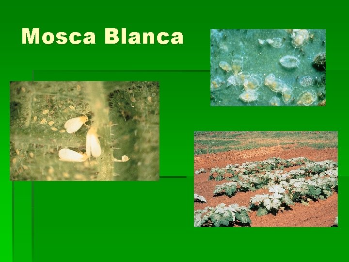 Mosca Blanca 