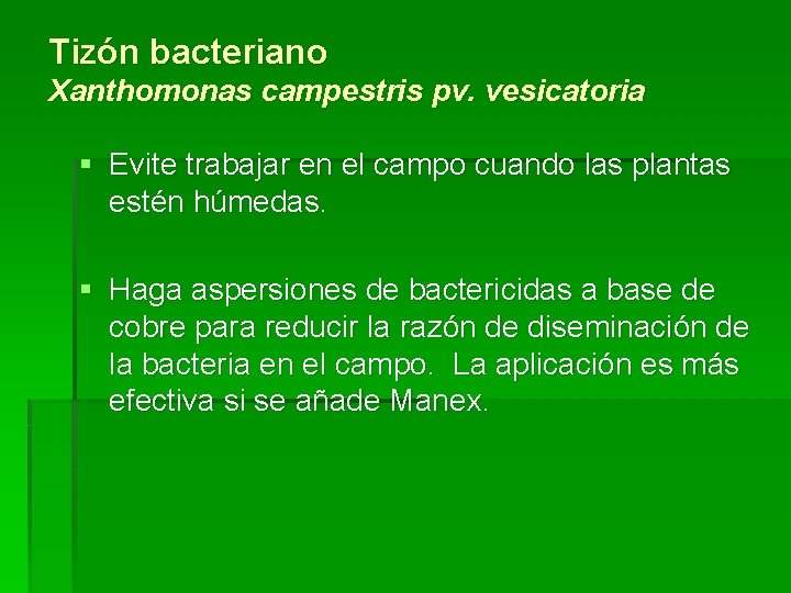 Tizón bacteriano Xanthomonas campestris pv. vesicatoria § Evite trabajar en el campo cuando las