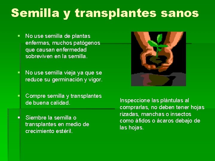 Semilla y transplantes sanos § No use semilla de plantas enfermas, muchos patógenos que