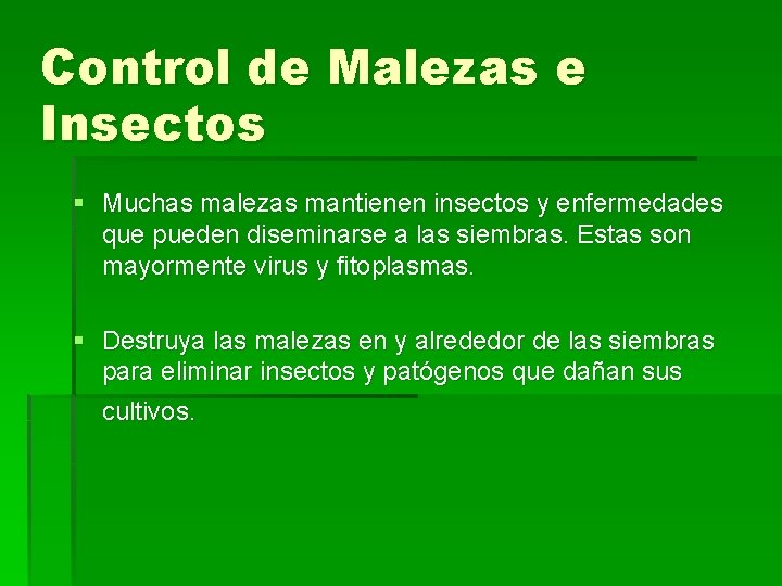 Control de Malezas e Insectos § Muchas malezas mantienen insectos y enfermedades que pueden