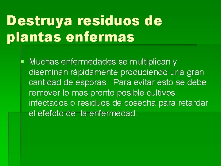 Destruya residuos de plantas enfermas § Muchas enfermedades se multiplican y diseminan rápidamente produciendo