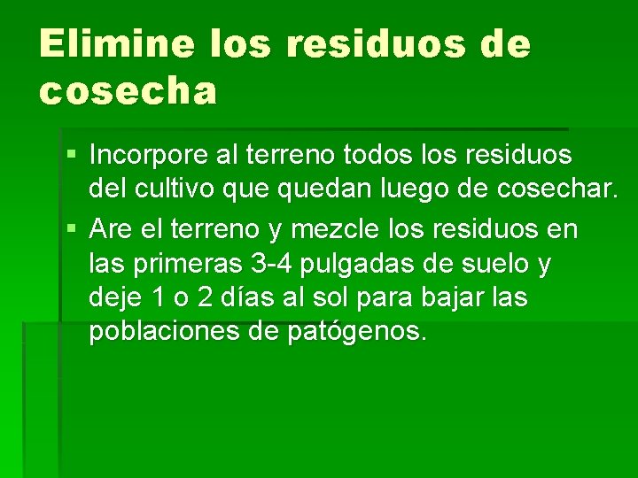 Elimine los residuos de cosecha § Incorpore al terreno todos los residuos del cultivo