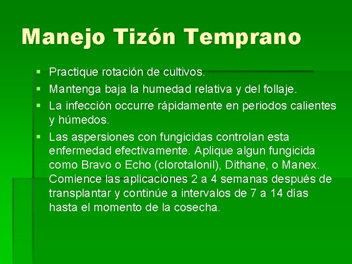 Manejo Tizón Temprano § Practique rotación de cultivos. § Mantenga baja la humedad relativa