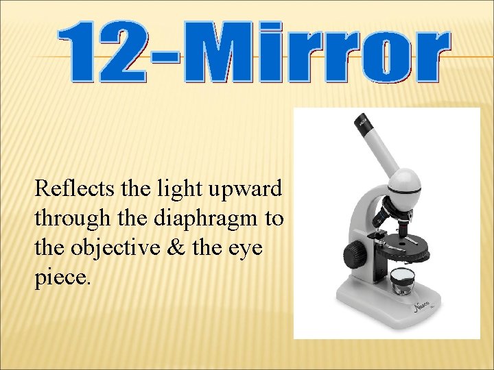 Reflects the light upward through the diaphragm to the objective & the eye piece.