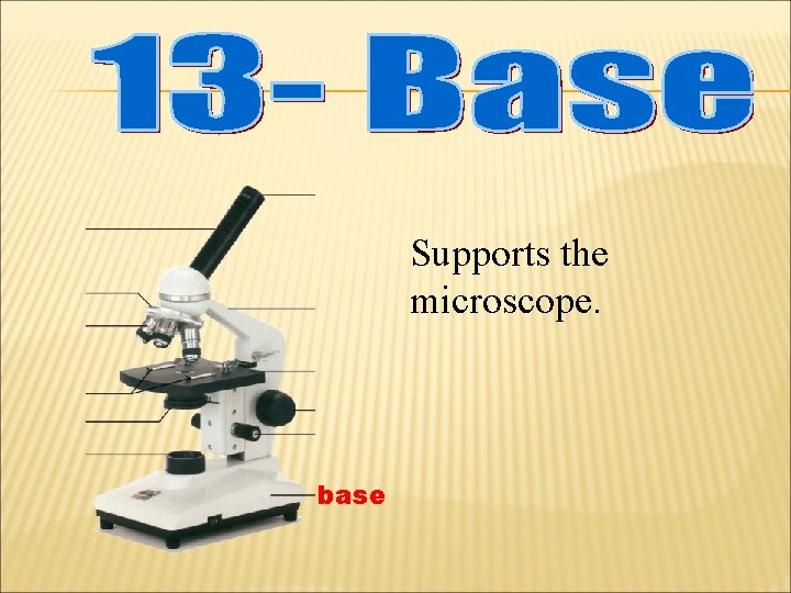 Supports the microscope. base 