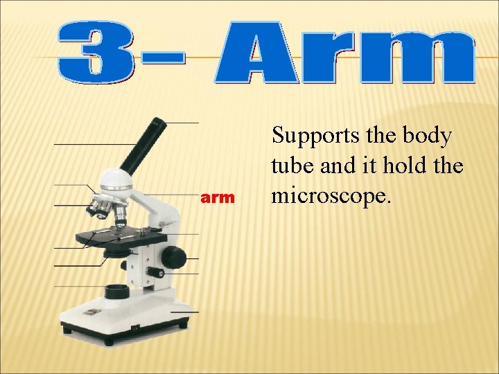 arm Supports the body tube and it hold the microscope. 