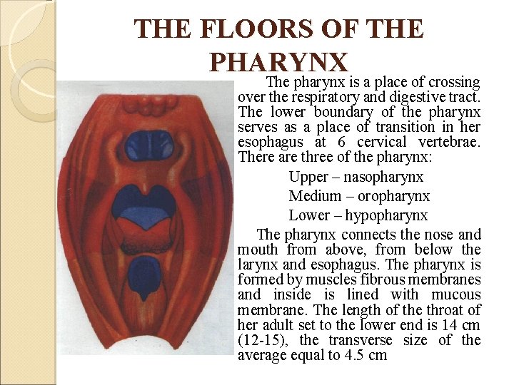 THE FLOORS OF THE PHARYNX The pharynx is a place of crossing over the