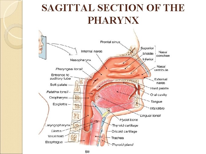 SAGITTAL SECTION OF THE PHARYNX 