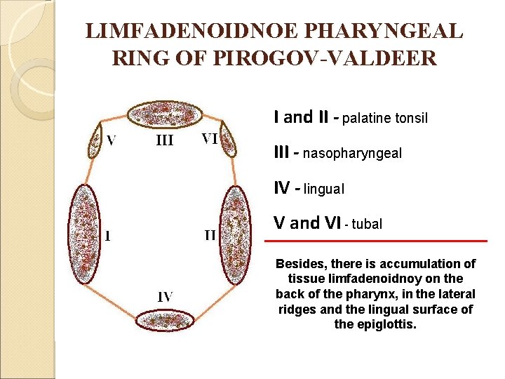 LIMFADENOIDNOE PHARYNGEAL RING OF PIROGOV-VALDEER I and II - palatine tonsil III - nasopharyngeal