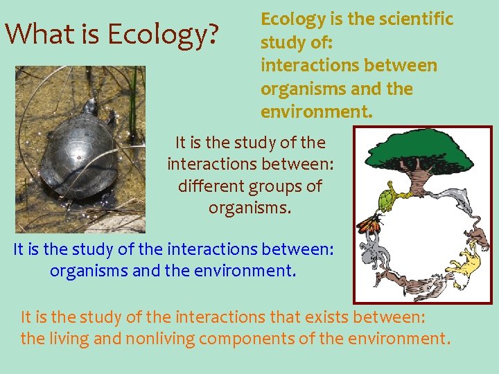 What is Ecology? Ecology is the scientific study of: interactions between organisms and the