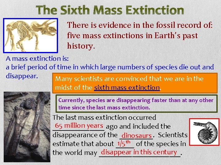 The Sixth Mass Extinction There is evidence in the fossil record of: five mass