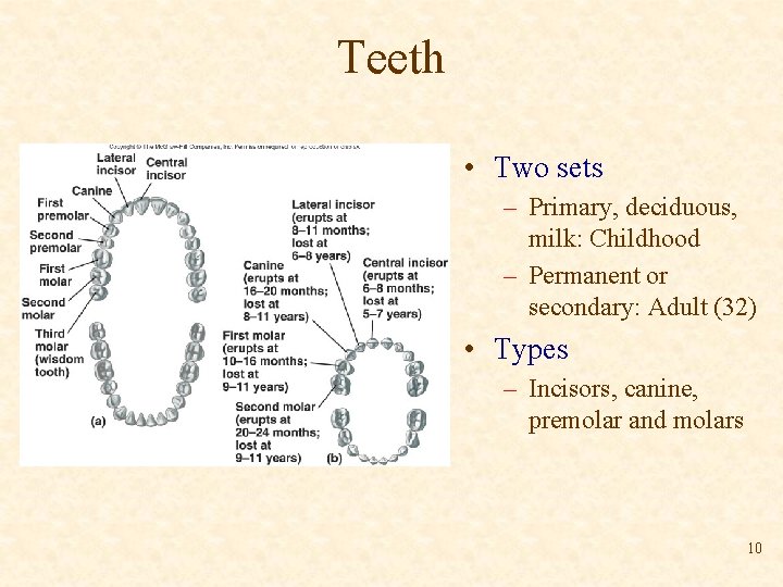 Teeth • Two sets – Primary, deciduous, milk: Childhood – Permanent or secondary: Adult