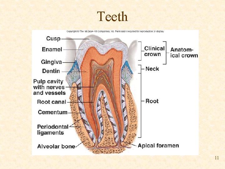 Teeth 11 