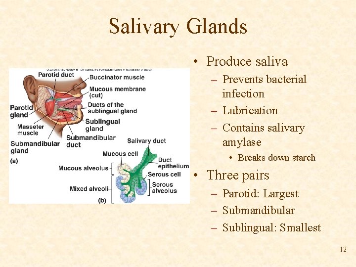 Salivary Glands • Produce saliva – Prevents bacterial infection – Lubrication – Contains salivary