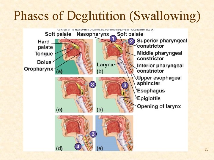 Phases of Deglutition (Swallowing) 15 